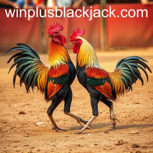 The Tradition and Controversy of Cockfighting: A Deep Dive into 'Winplus'
